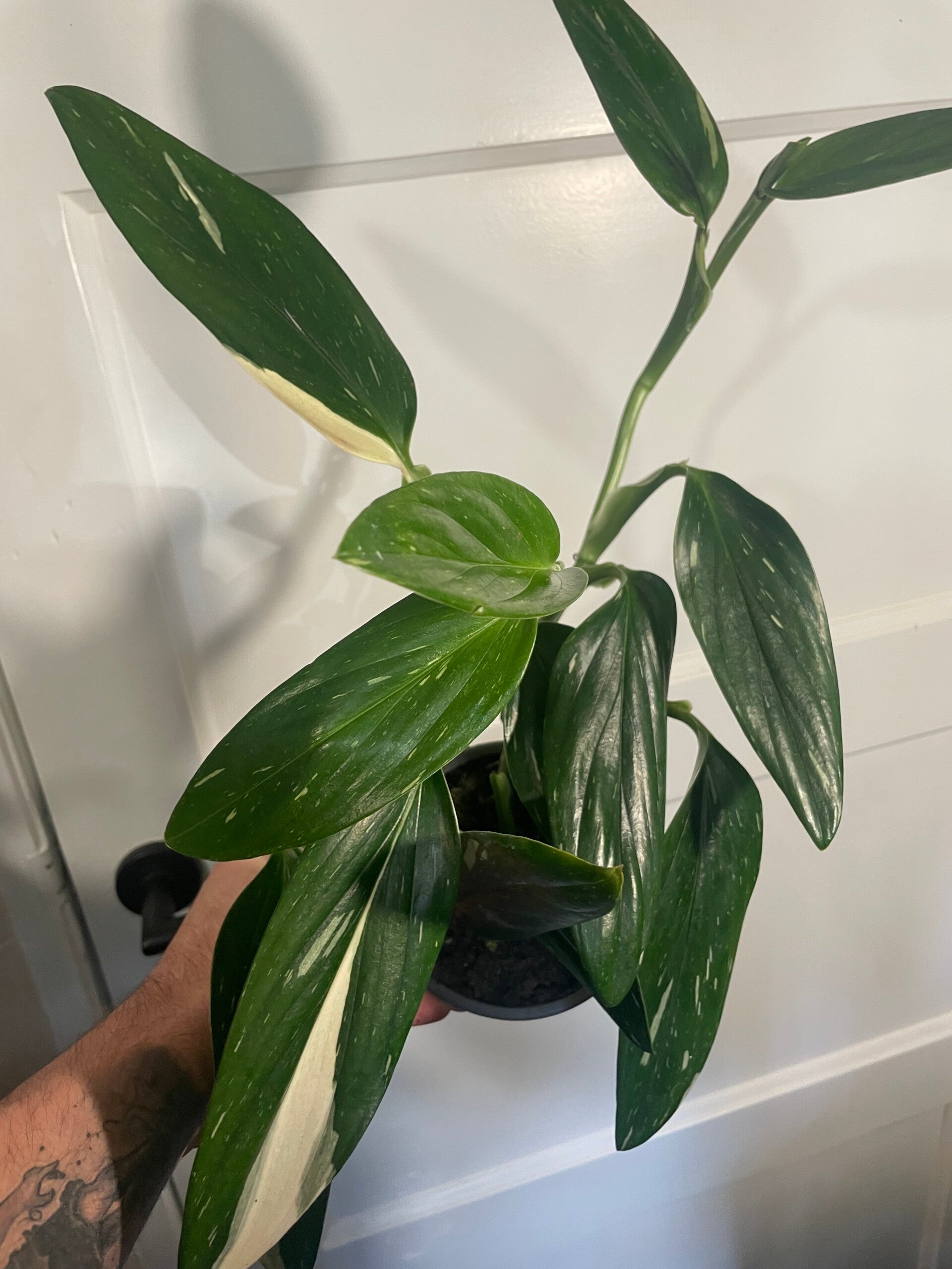 Philodendron Cobra