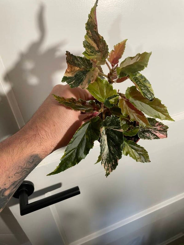 Begonia Ginny Galaxy Variagata