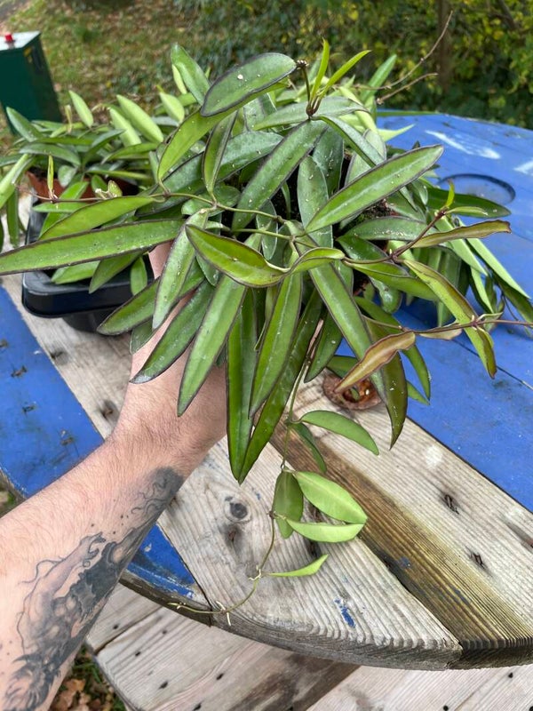 Hoya Wayetti