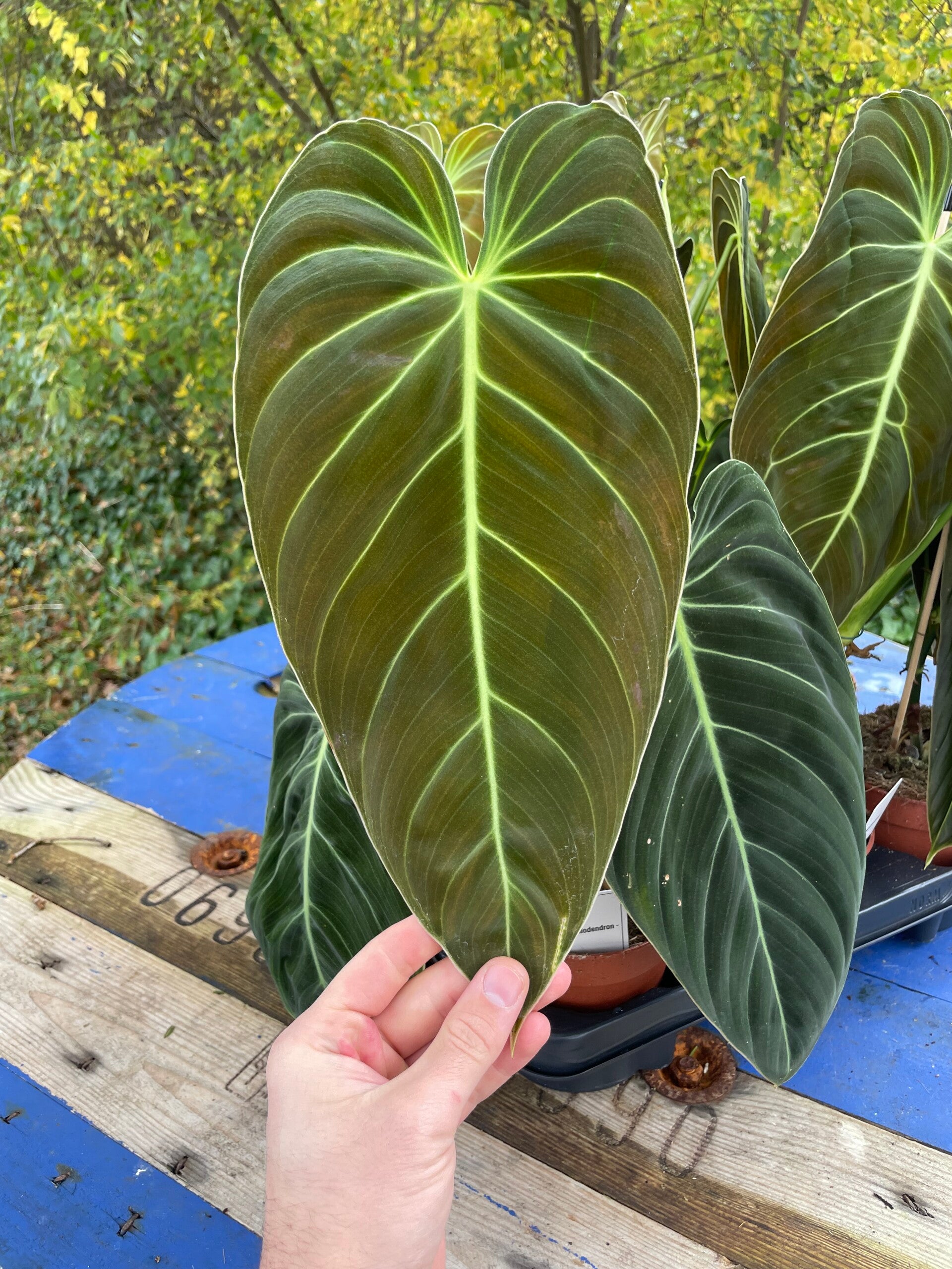 Philodendron Melanochrysum