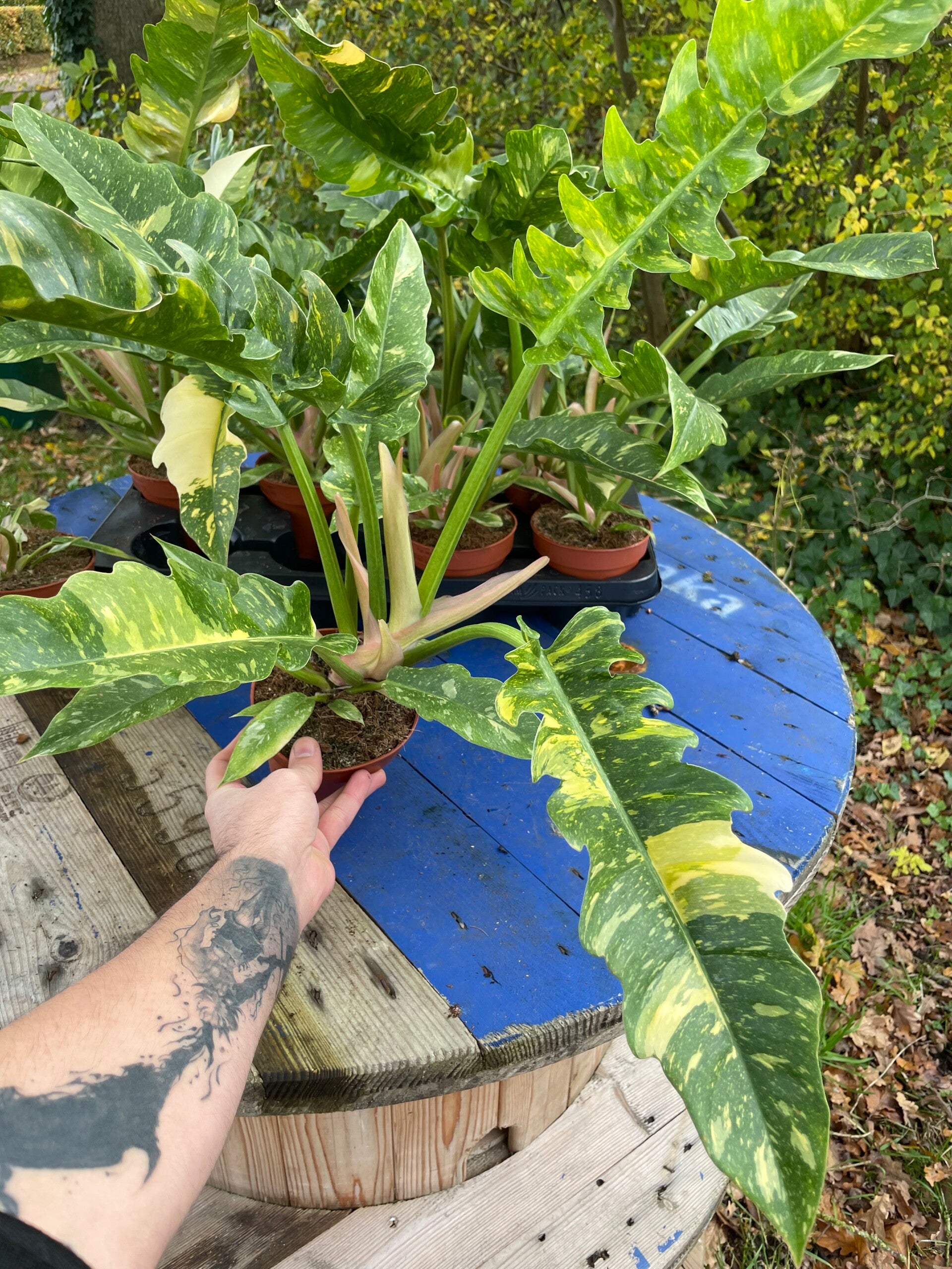 Philodendron Ring of Fire