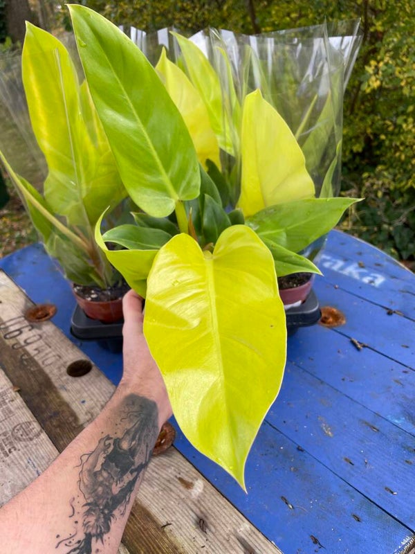 Philodendron Moonlight