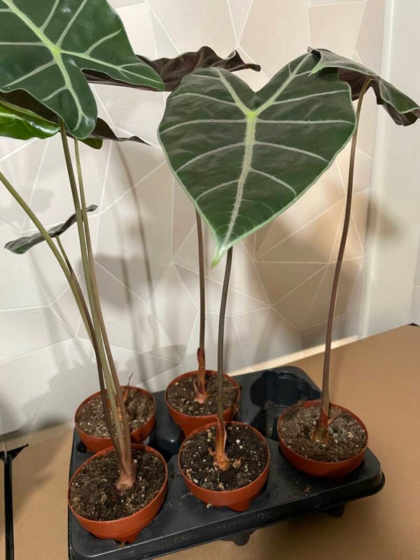 Alocasia Longiloba Suhirmaniana Purple Vein