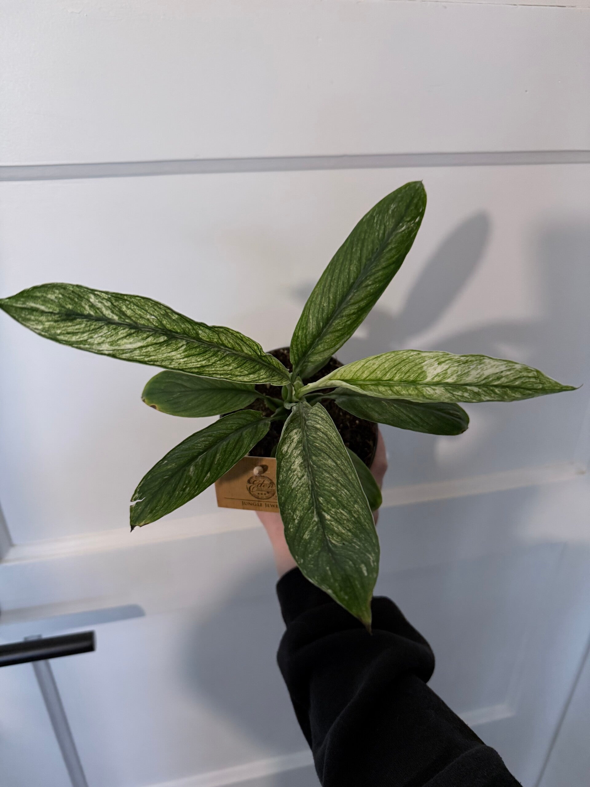 Spathiphyllum Vivaldi 2