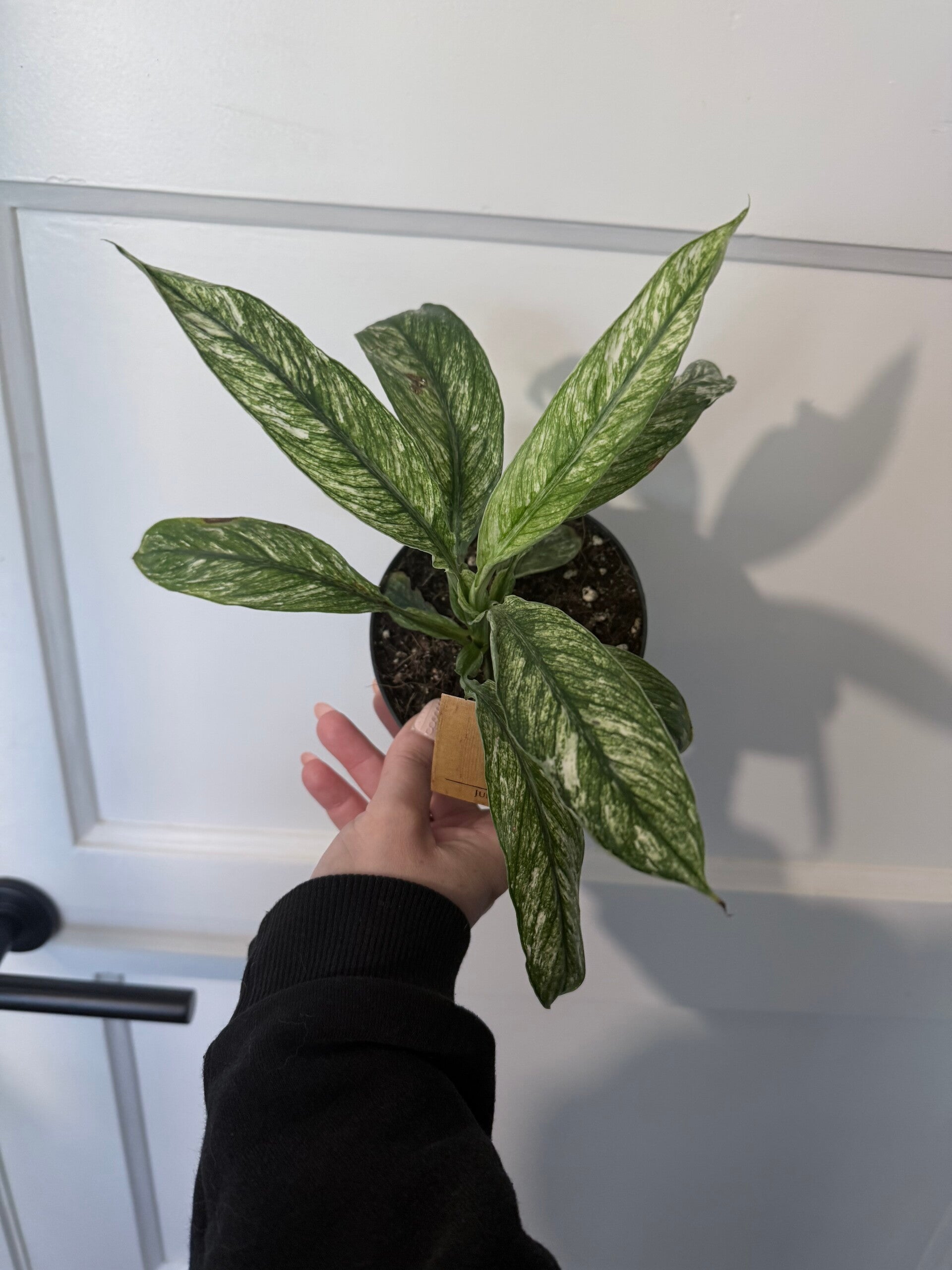 Spathiphyllum Vivaldi 3 heeft 1 lelijk plekje