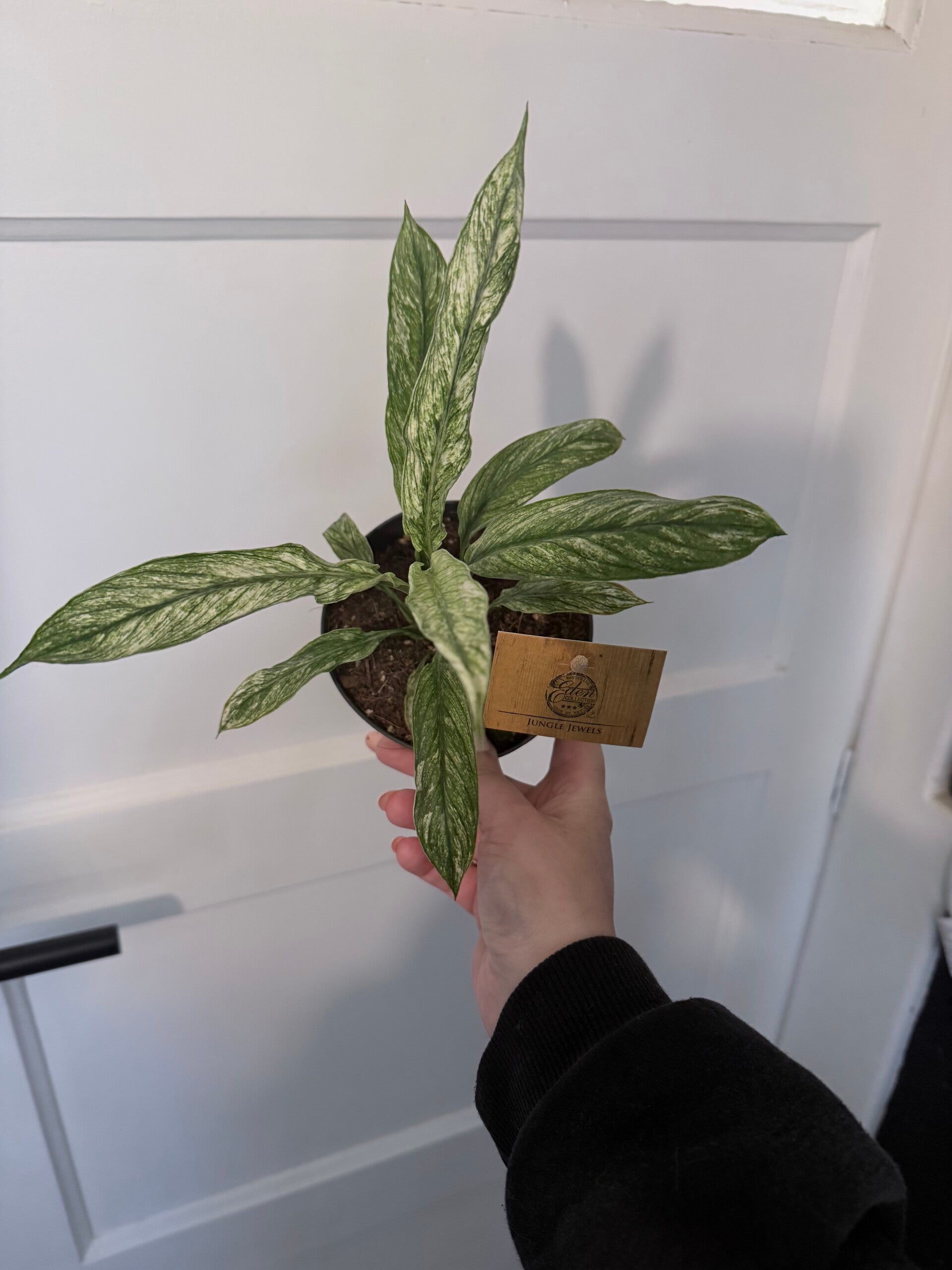 Spathiphyllum Vivaldi 4