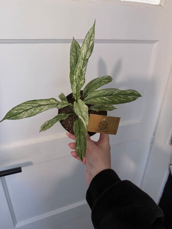 Spathiphyllum Vivaldi 4