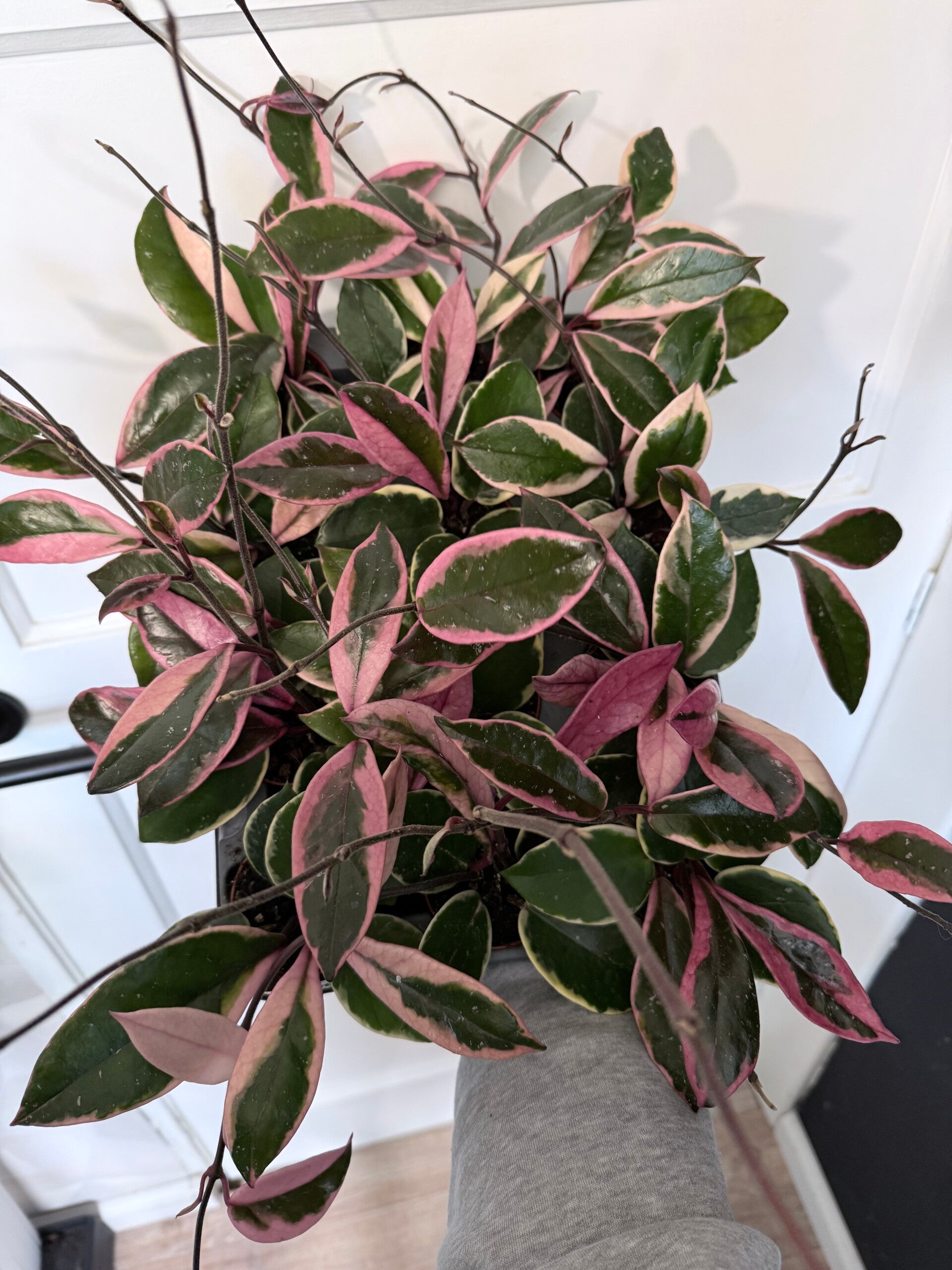 Hoya carnosa floraganza flamingo dream