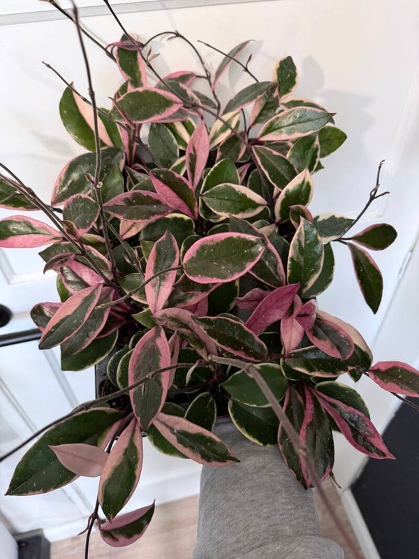 Hoya carnosa floraganza flamingo dream