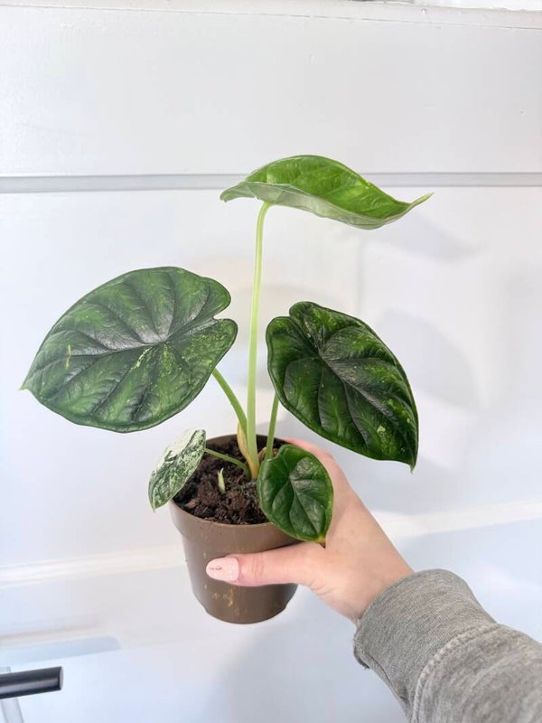 Alocasia Dragon Scale mint 2