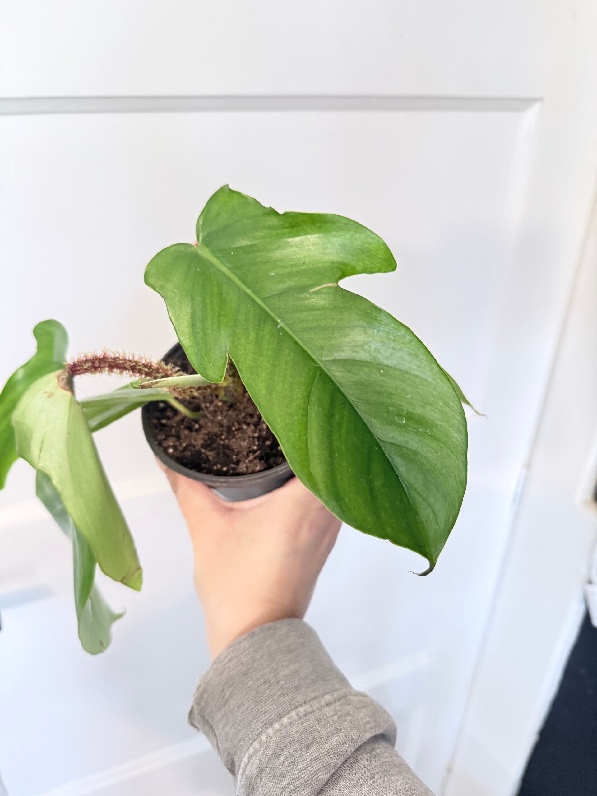 Philodendron Squamiferum 1