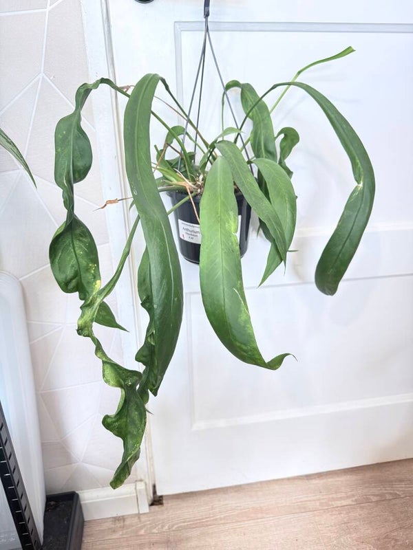 anthurium vittarifolium 1