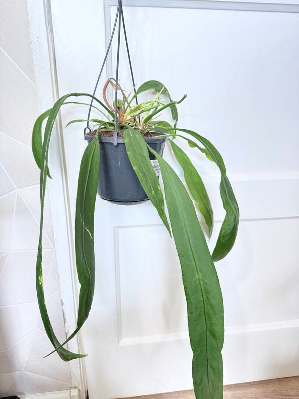 anthurium vittarifolium 2