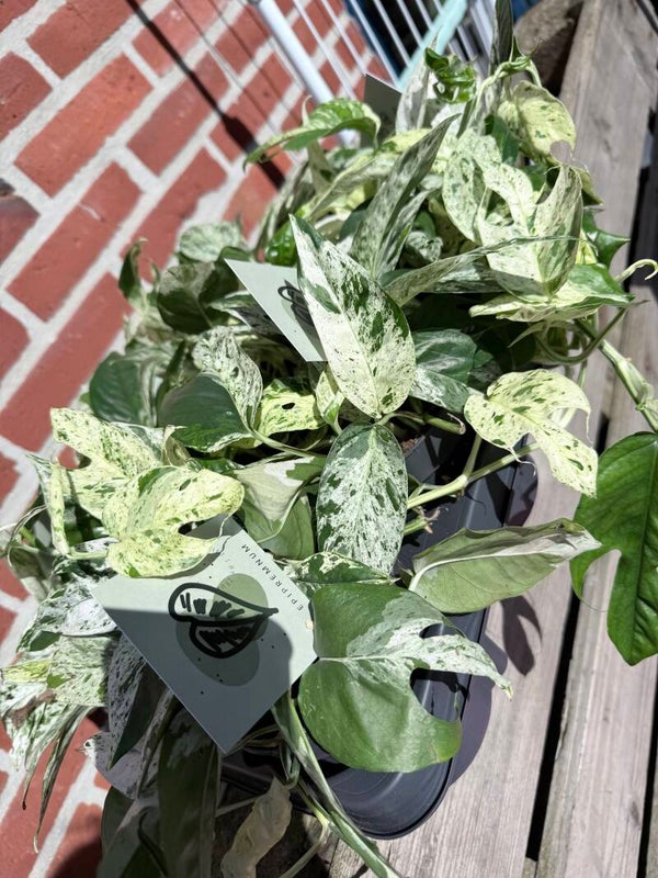 Epipremnum Pinnatum Marble Variagata