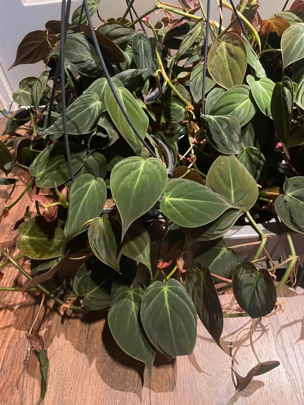 Philodendron Micans