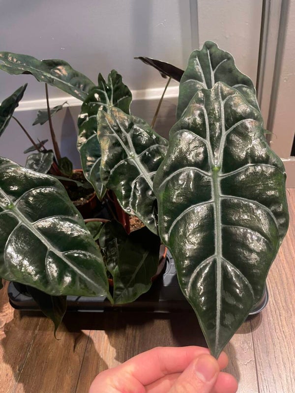 Alocasia Chantrieri