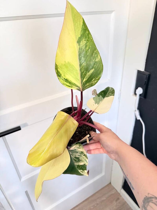 Philodendron Strawberry Shake 1