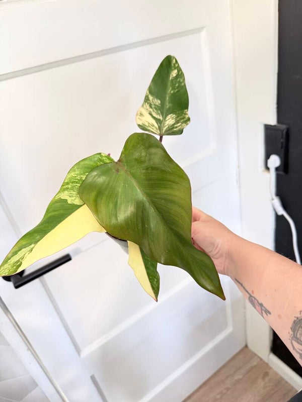 Philodendron Strawberry Shake 2