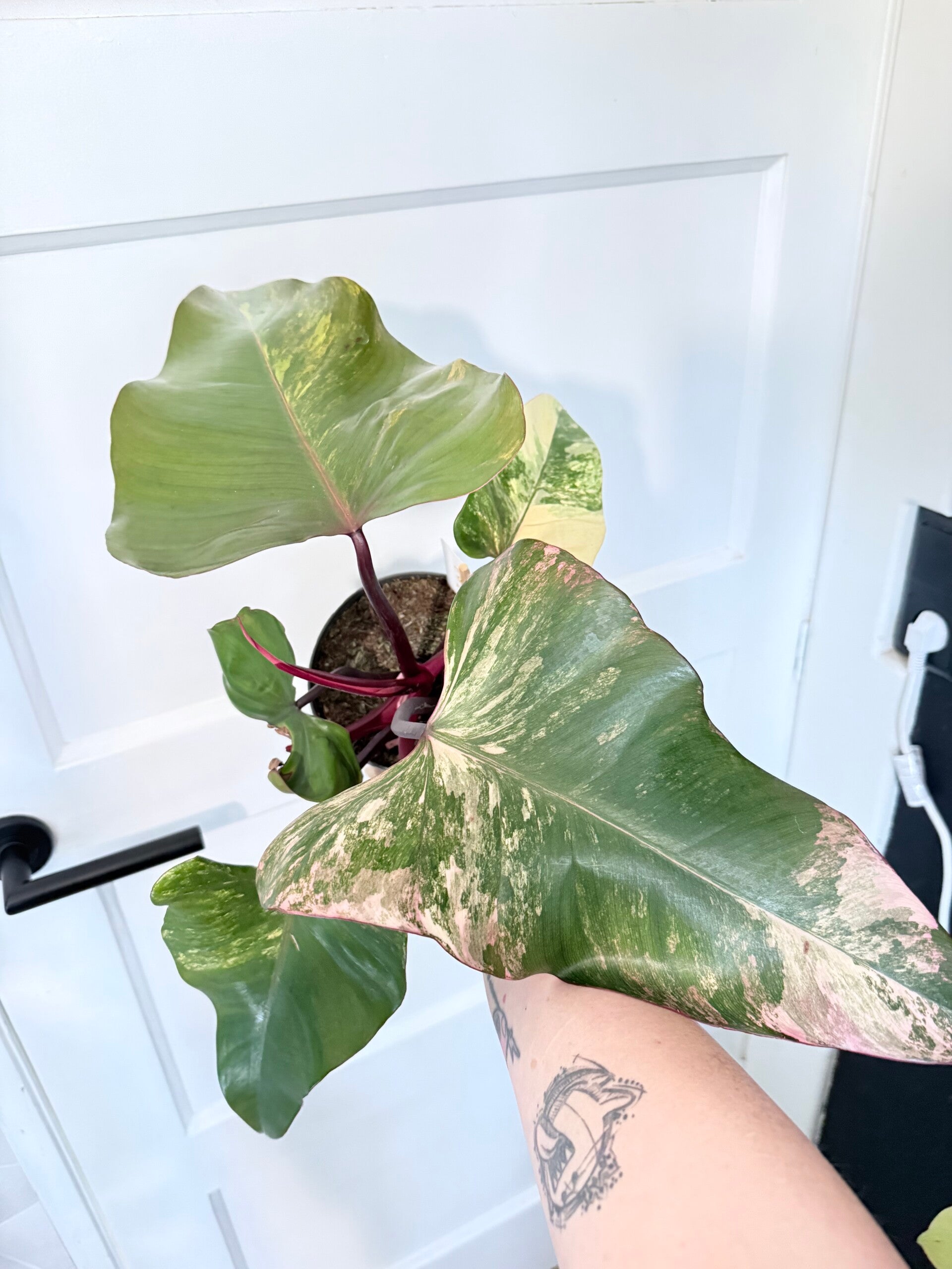 Philodendron Strawberry Shake 3
