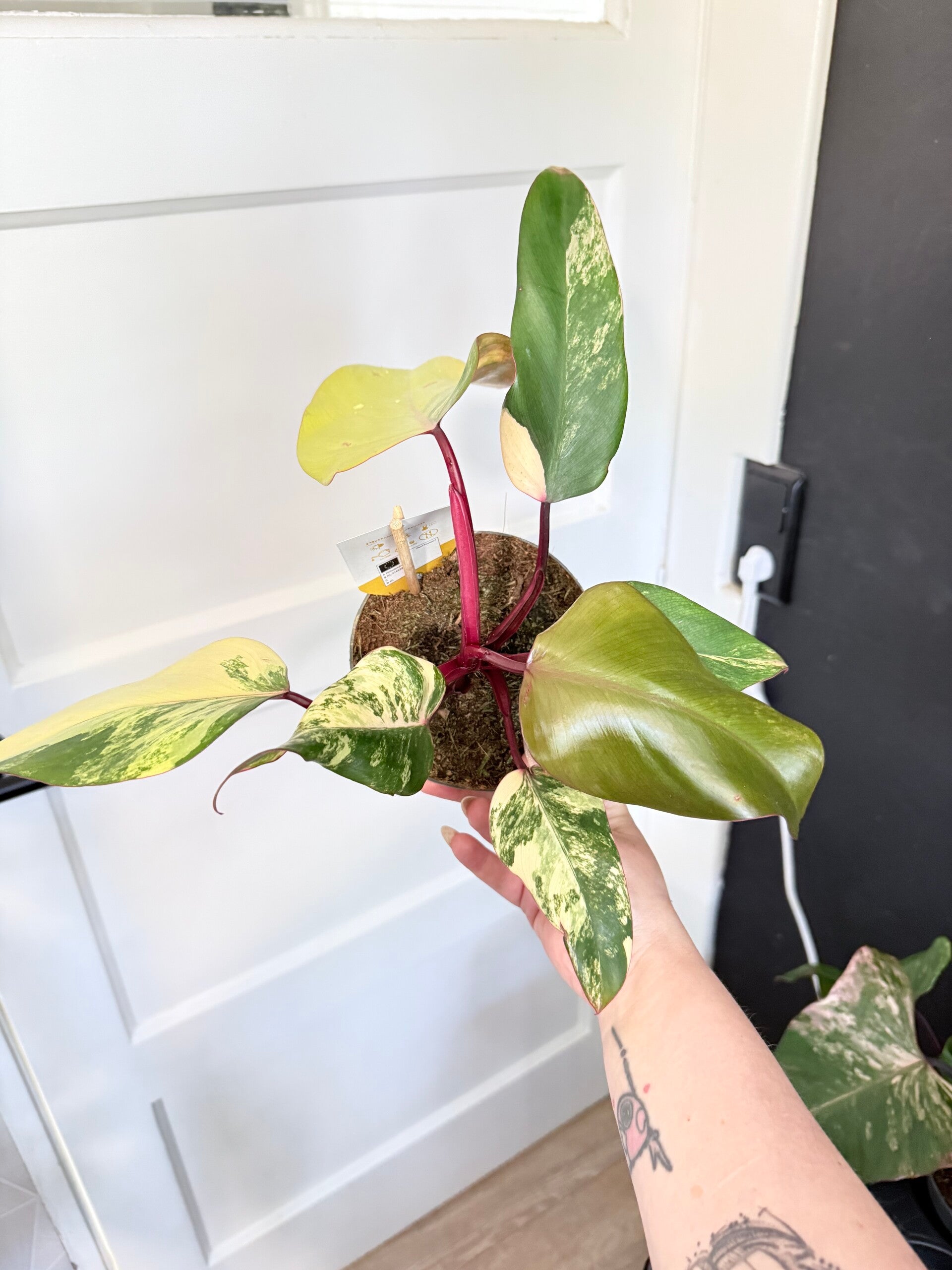 Philodendron Strawberry Shake 4