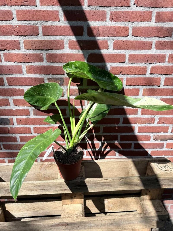 Philodendron Jose Bueno Variagata 1