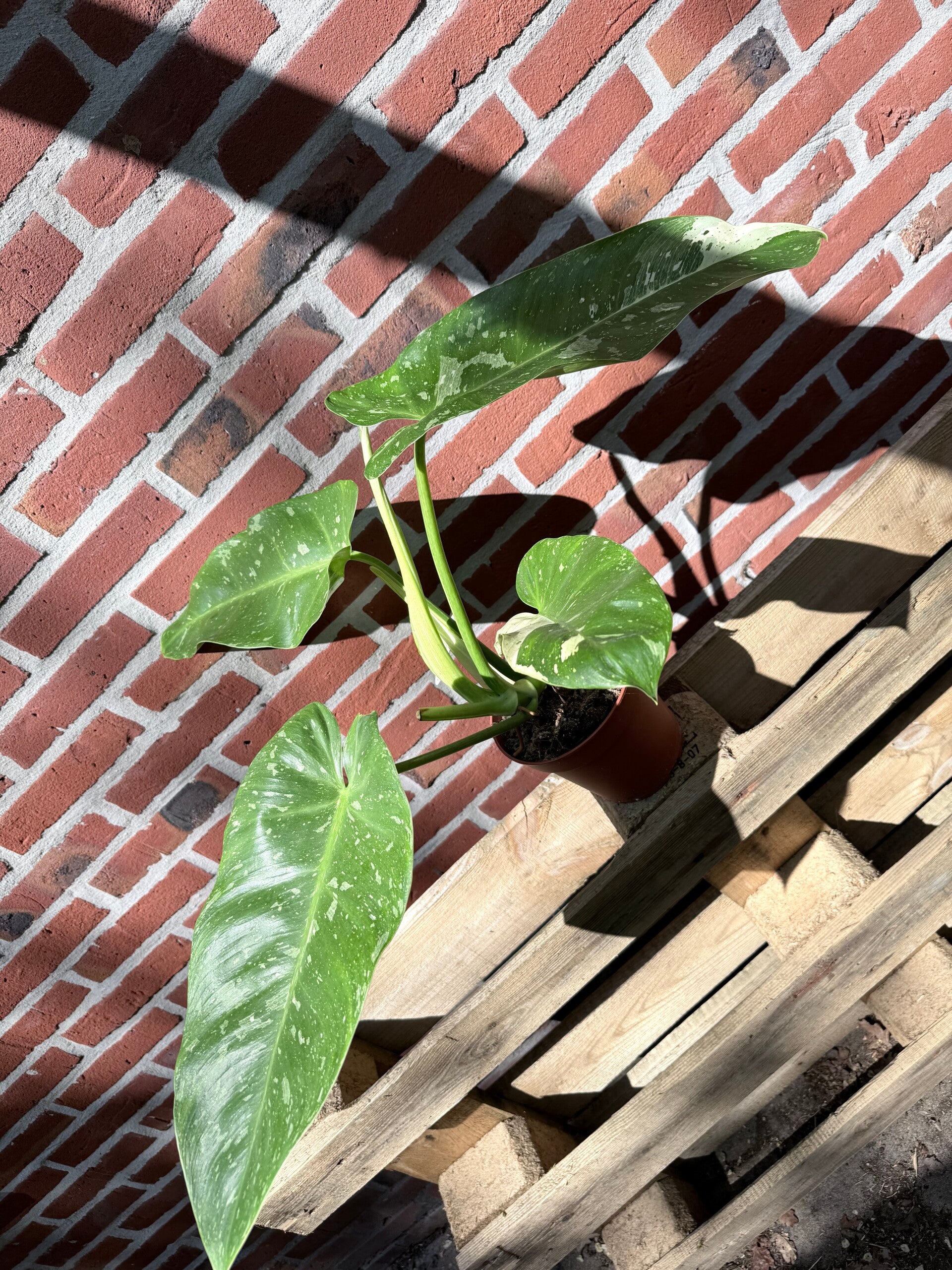 Philodendron Jose Bueno Variagata 2