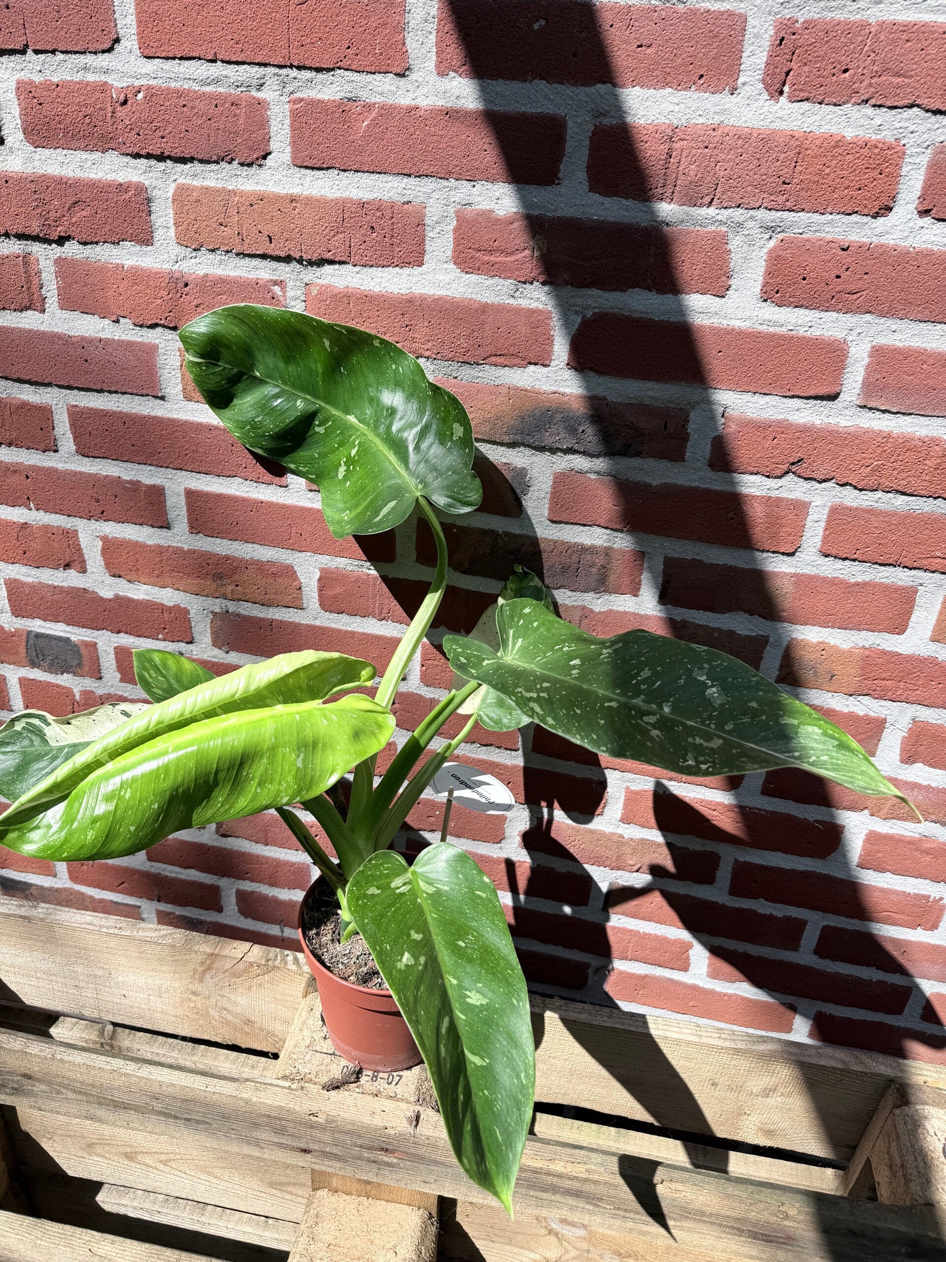 Philodendron Jose Bueno Variagata 3