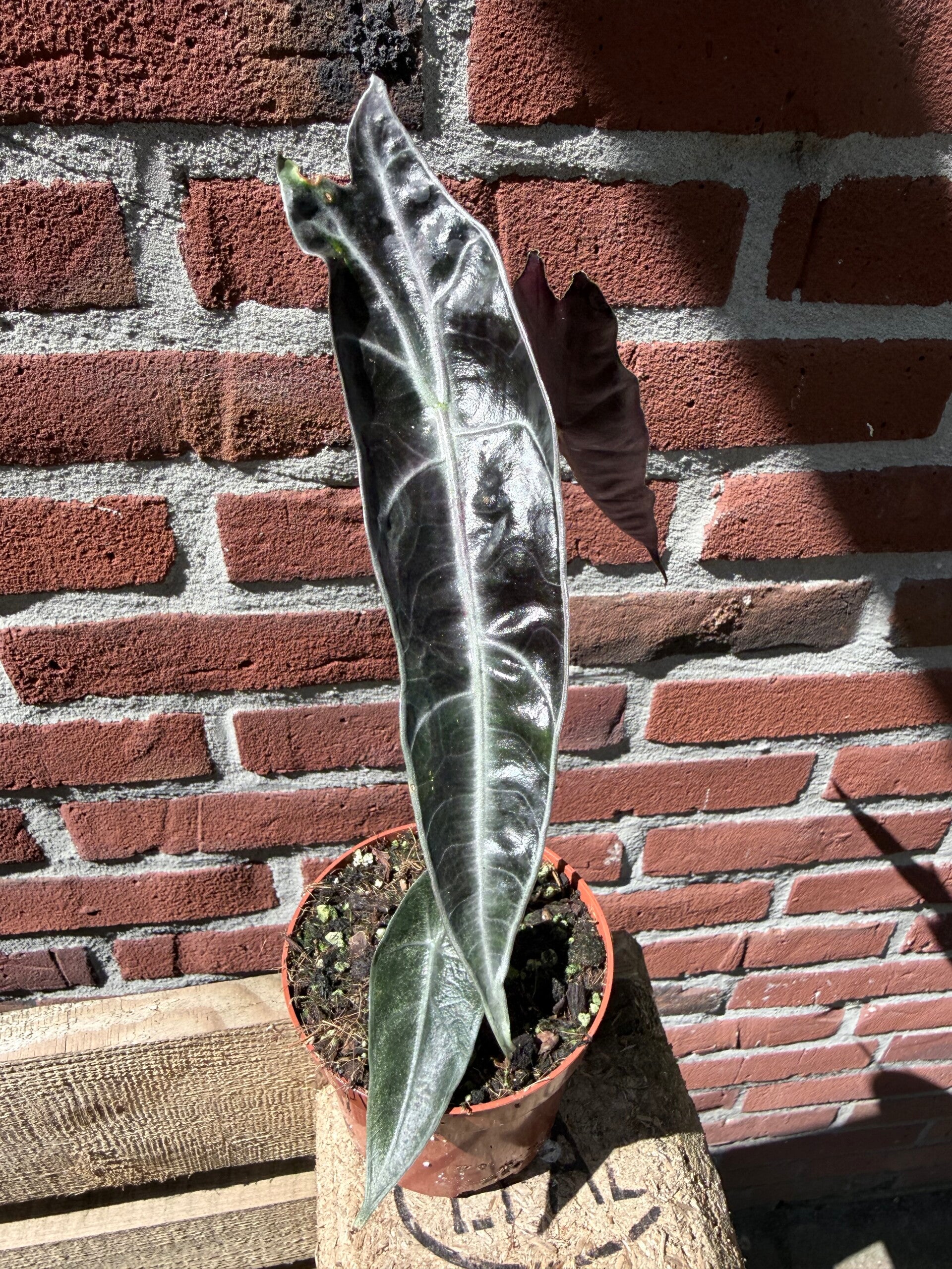 Alocasia Longiloba Purple 1