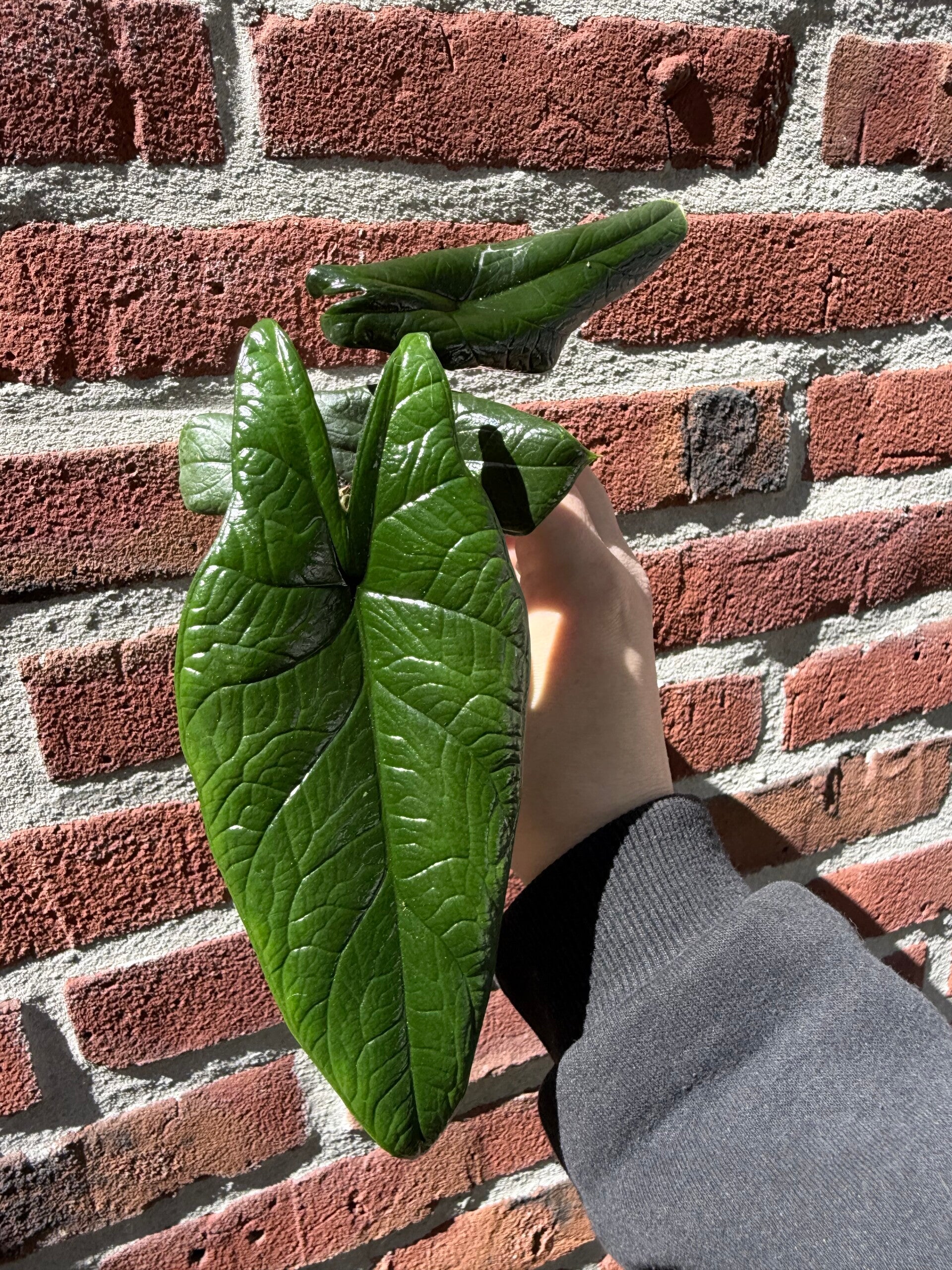 Alocasia Scalprum mini