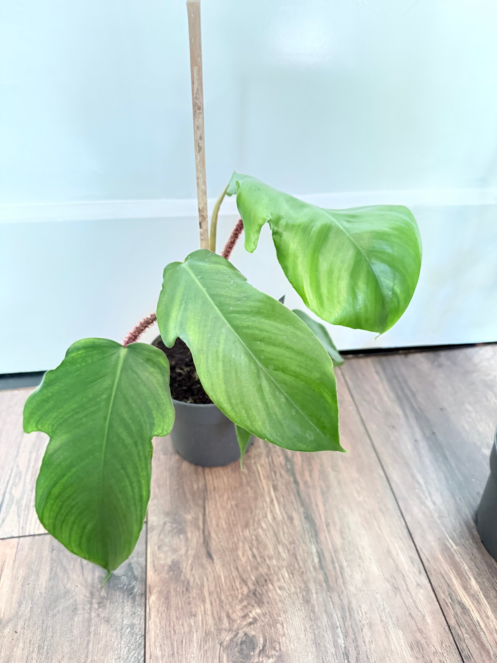 Philodendron Squamiferum 1
