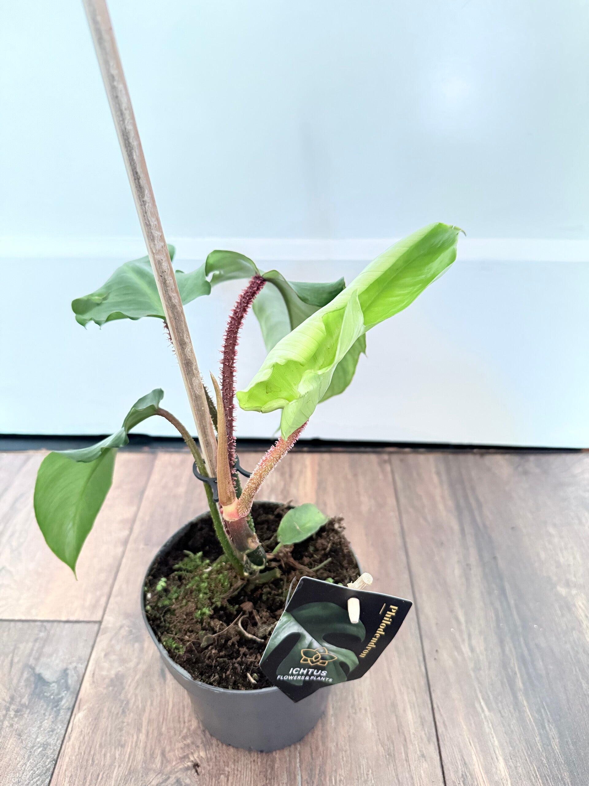 Philodendron Squamiferum 2 | MiniBotanica