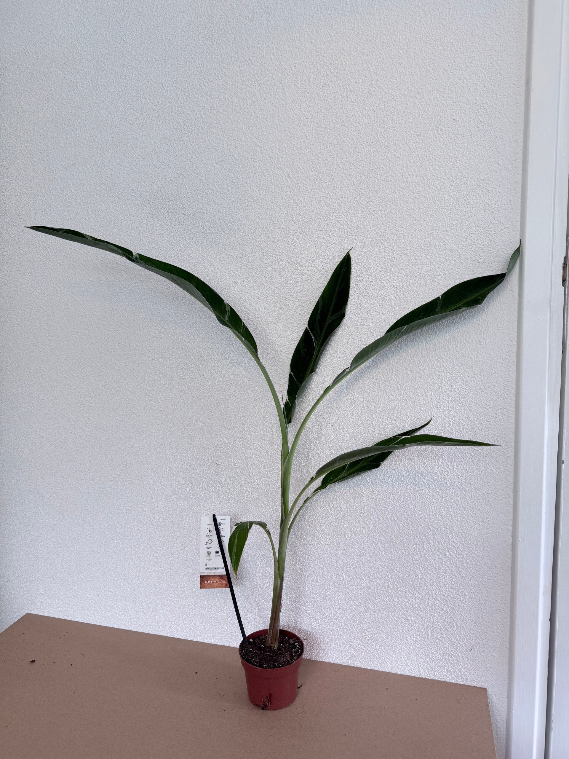 Musa Florida XL 1