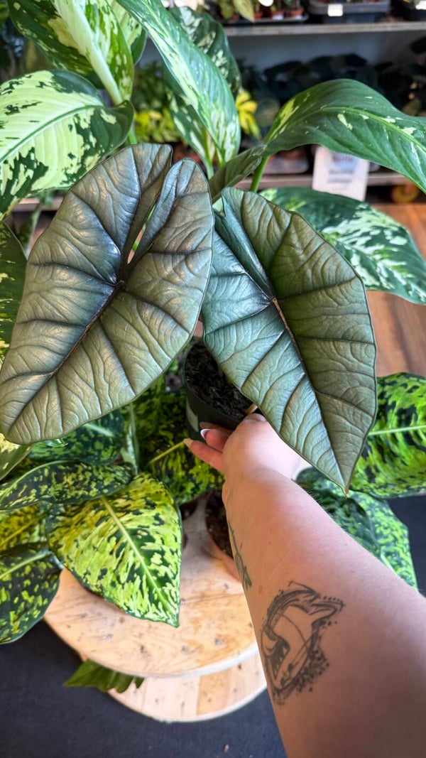 Alocasia Platinum