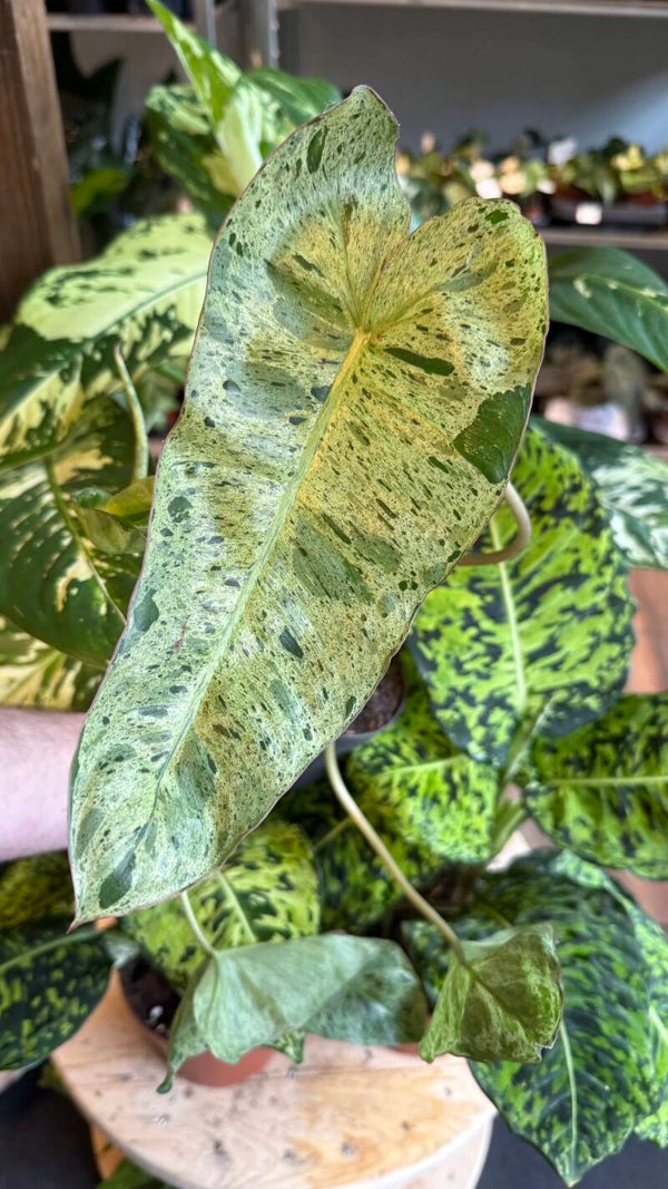 Philodendron Paraiso Verde (hebben wat bruine plekjes)