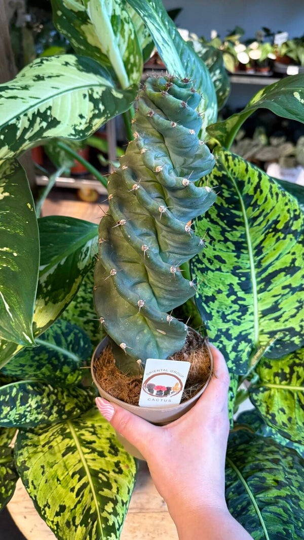 Cereus Spiraal Cactus