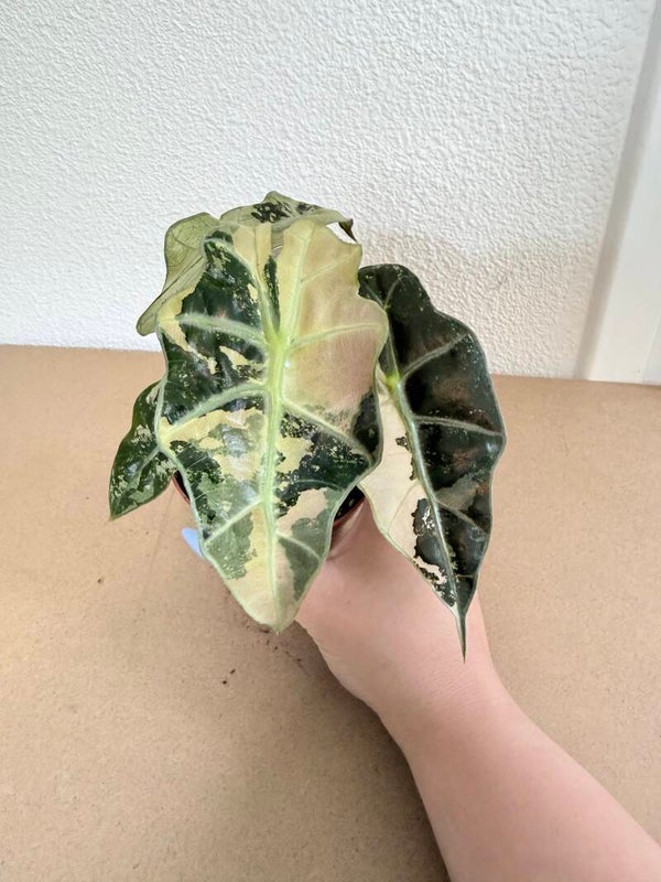 Alocasia Polly Variagata P10 1