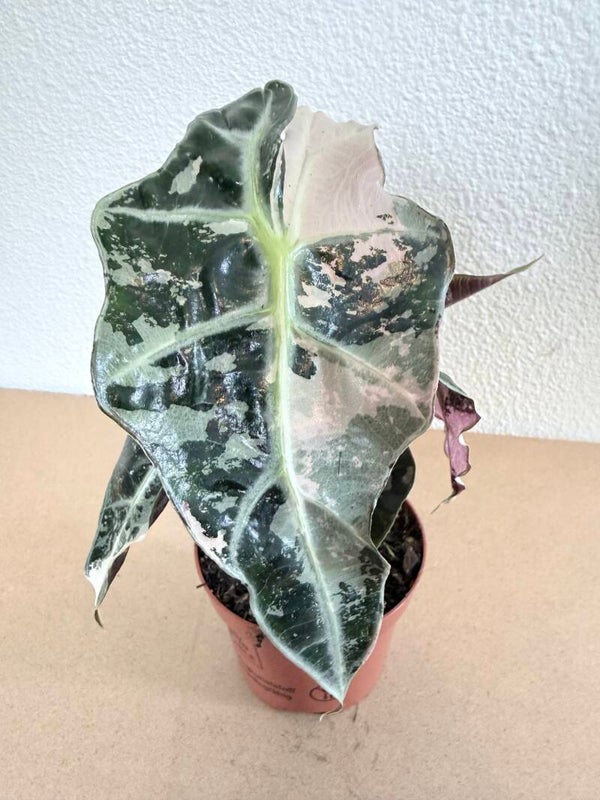 Alocasia Polly Variagata P10 2