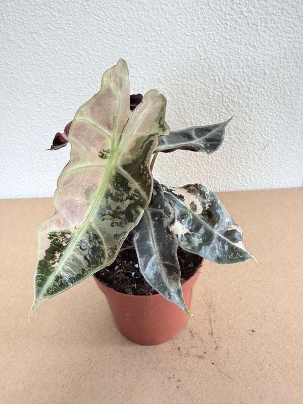 Alocasia Polly Variagata P10 3