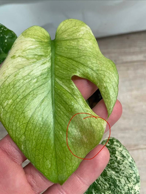 Monstera Mint 1