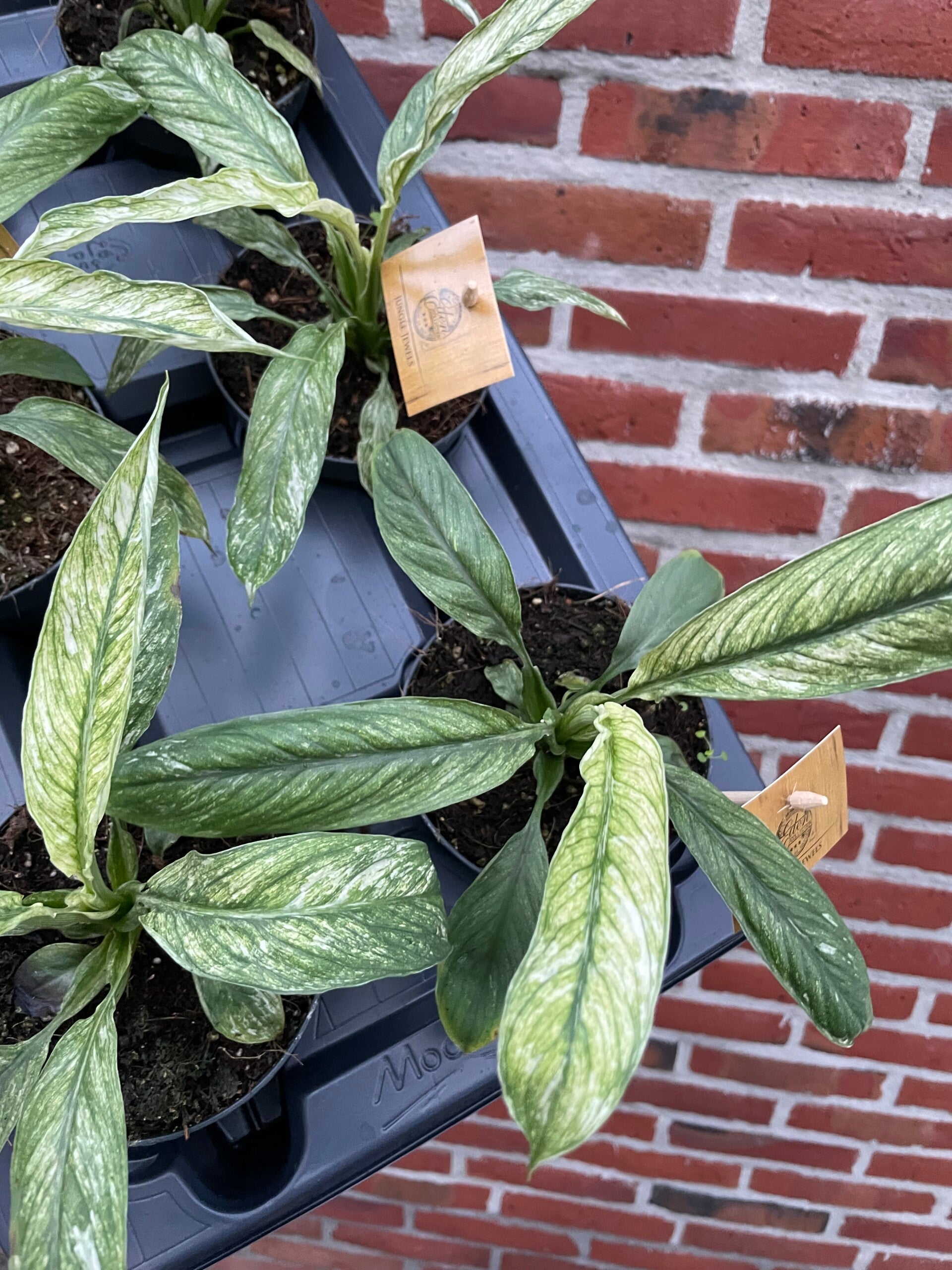 Spathiphyllum Vivaldi