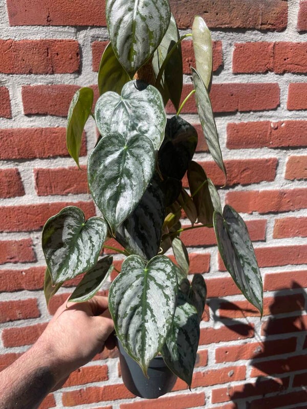 Philodendron Brandtianum