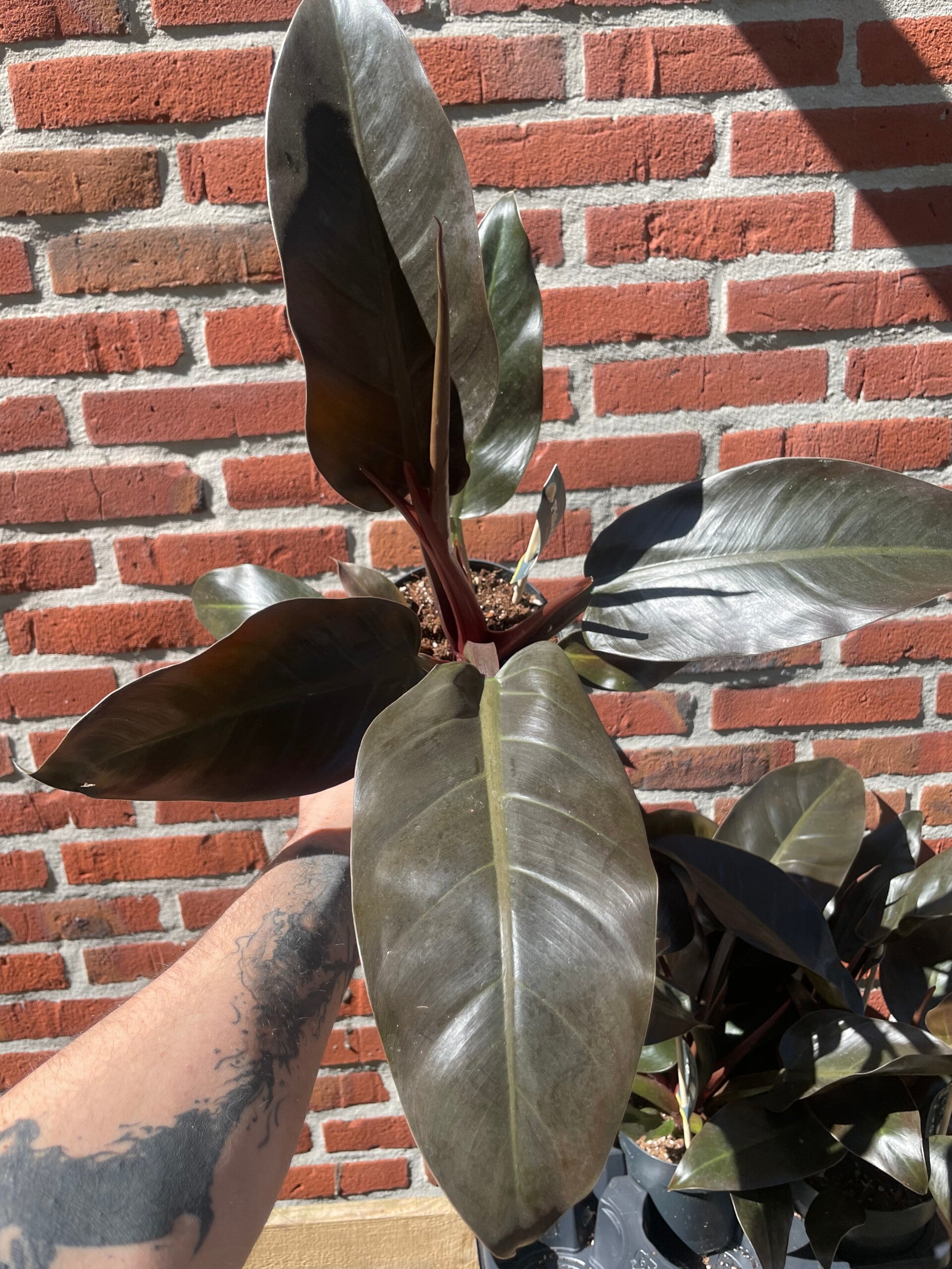 Philodendron Imperial Red