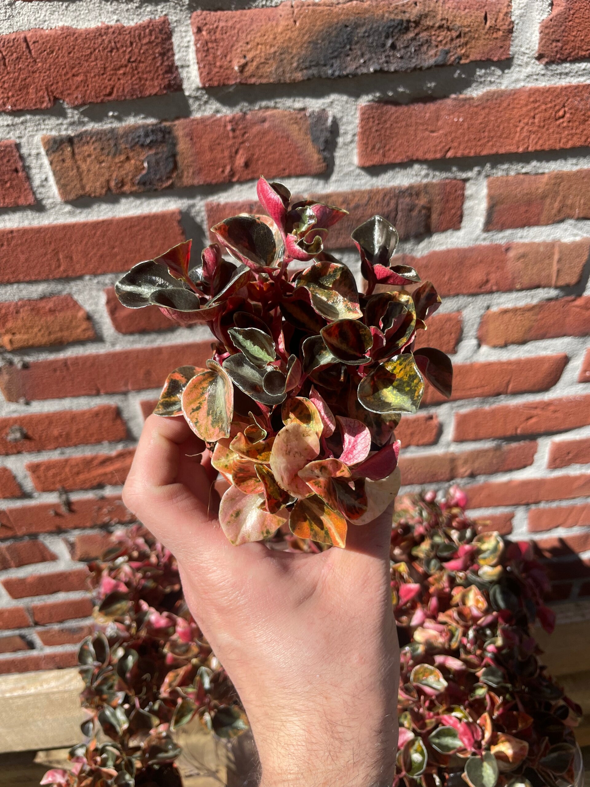 Peperomia Creme Brulee
