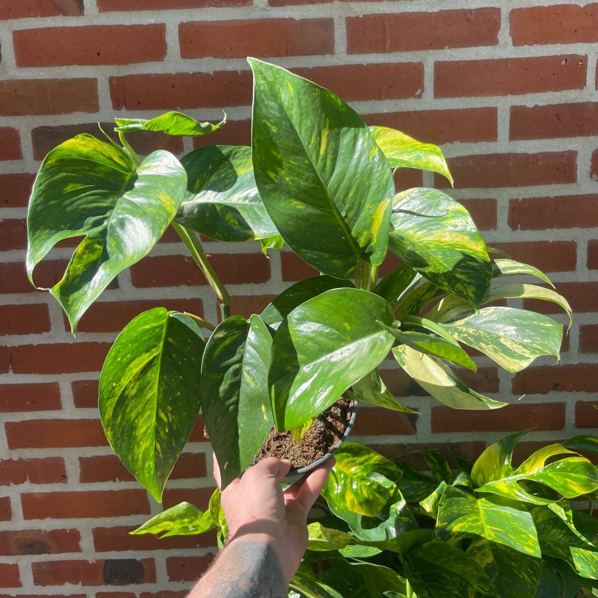 Epipremnum Pinnatum Aurea