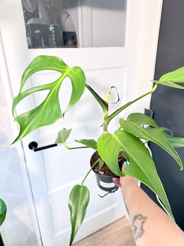Monstera Burle Marx Flame