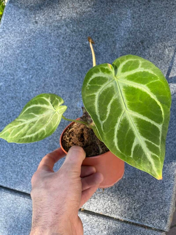Anthurium Crystallinum (p12)