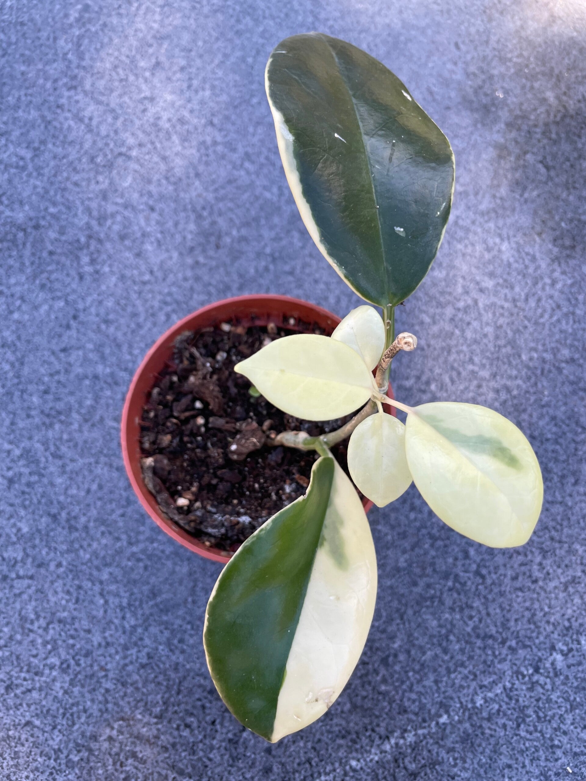 Hoya Australis Blondie (1)