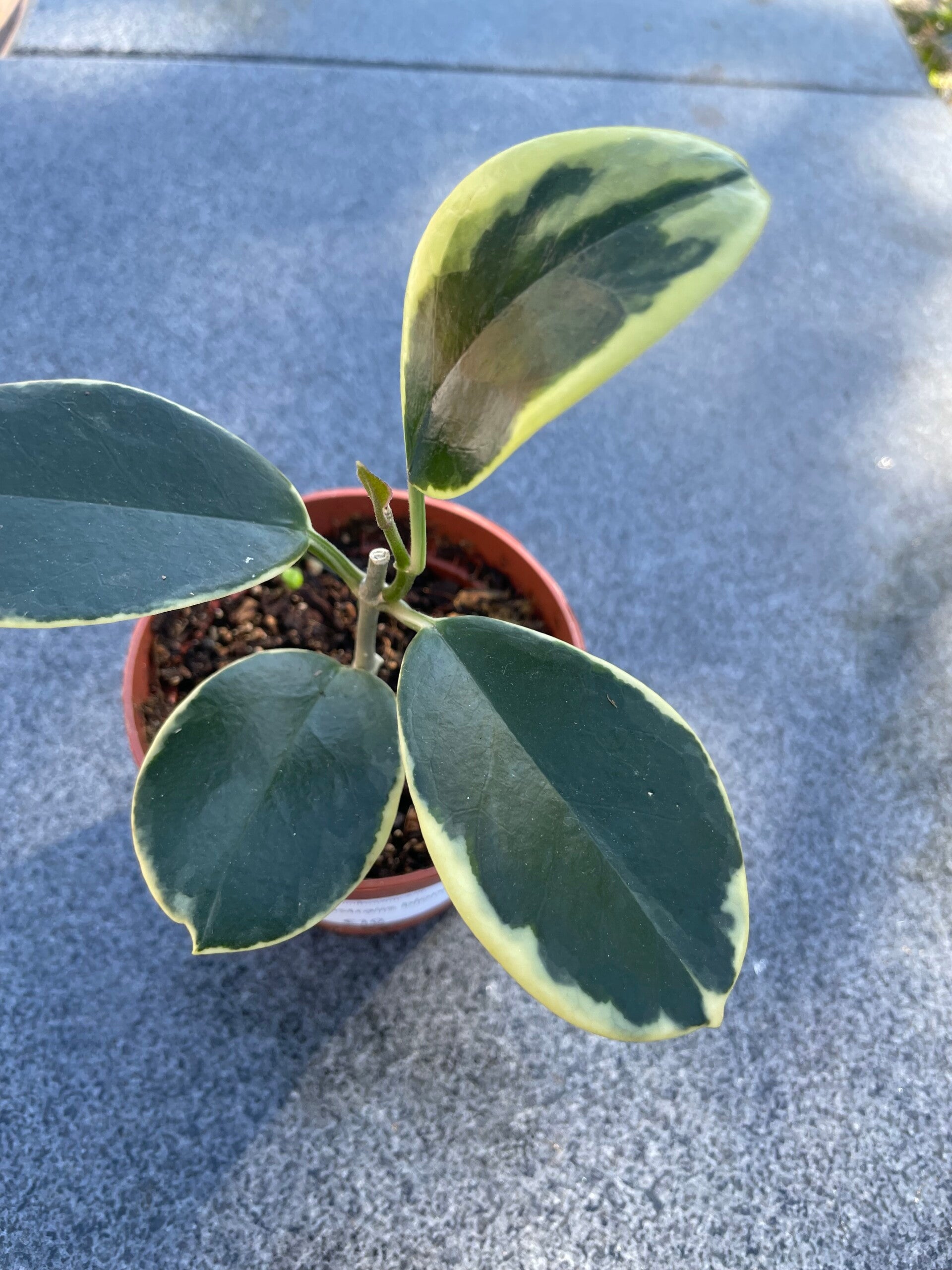 Hoya Australis Blondie (2)