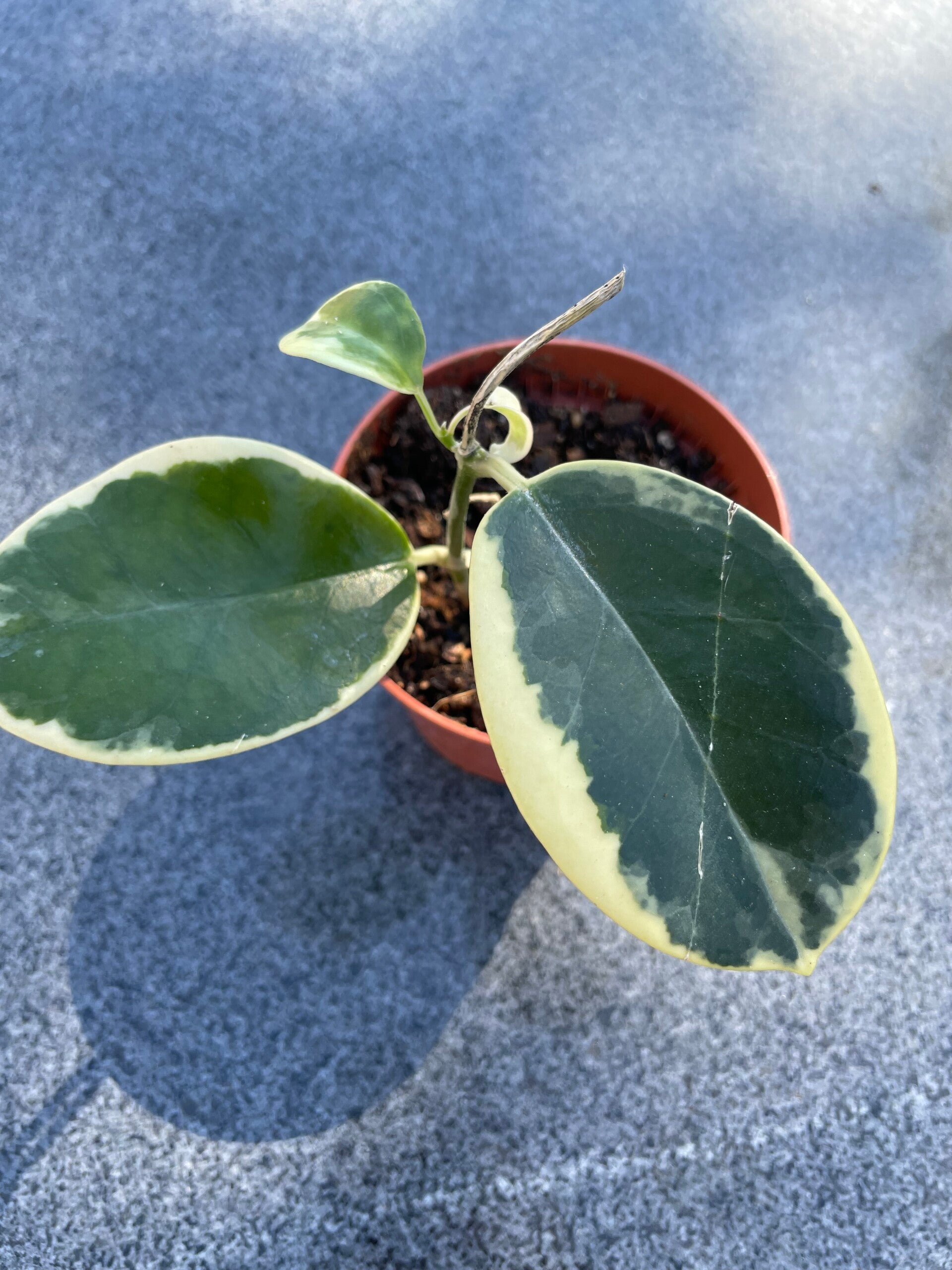 Hoya Australis Blondie (3)