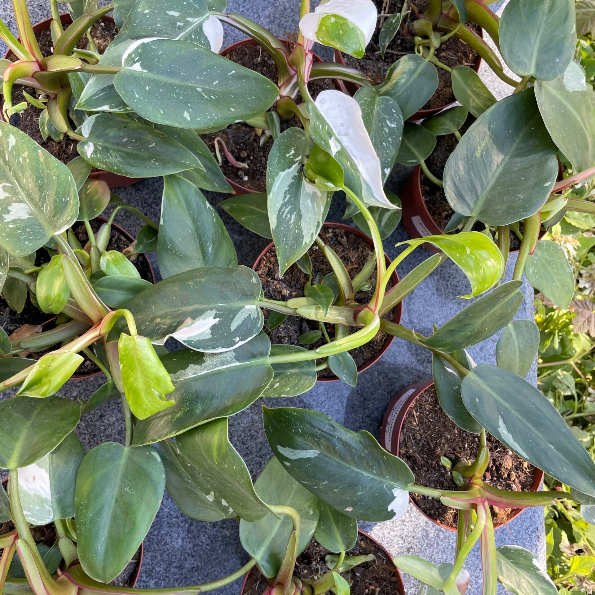 Philodendron White princess